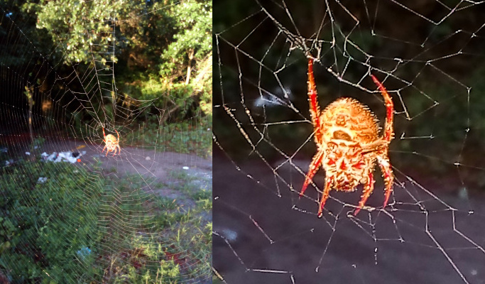 [Two photos spliced together. On the left is the spider in the middle of a large web. The sections of the web are visible against the greenery and trail behind it. On the right is a close view of the underside of the spider. It is brown and red with a large thick body and relatively short legs. The legs are red with brown sections. The body is mostly brown with some red triangle-like sections on the stomach.]